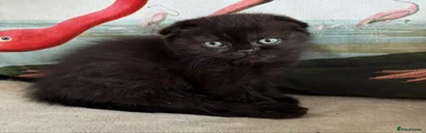 Scottish Fold Kitten 1