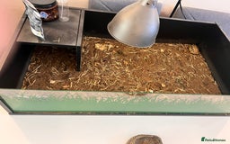 Tortoise reptiles for sale: Horsefield tortoise and enclosure - Image 2