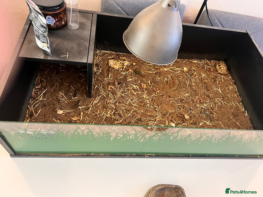 Tortoise reptiles for sale: Horsefield tortoise and enclosure - Image 2