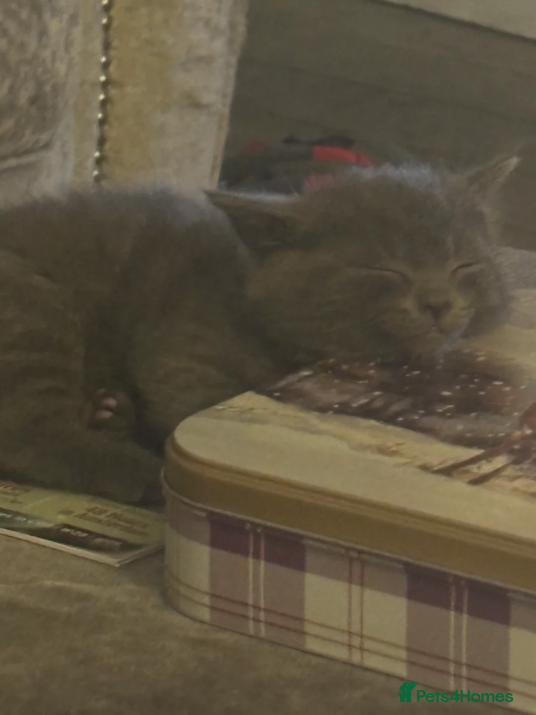 British Shorthair cats for sale: 4 beautiful kittens  - Advert 7