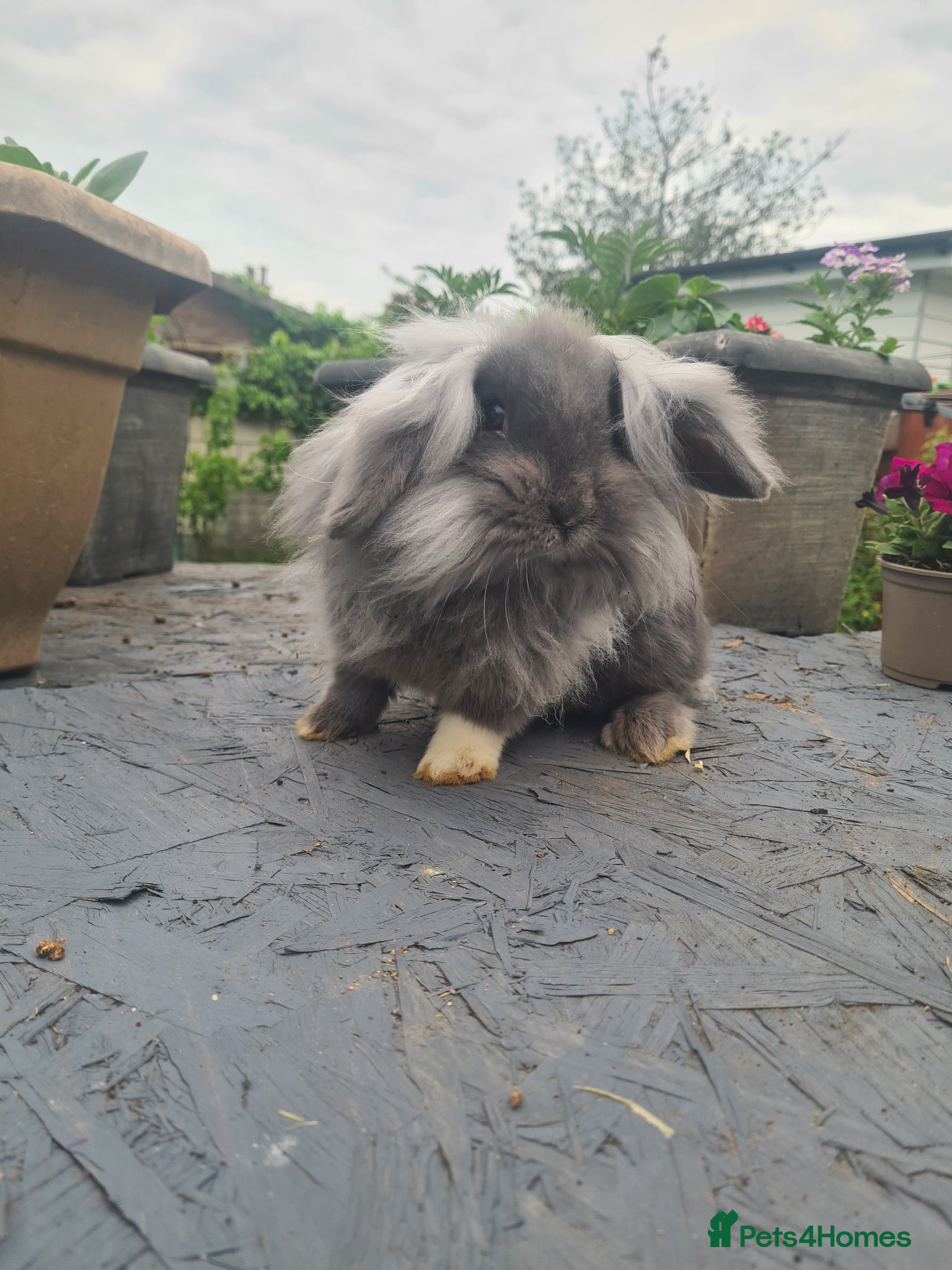 Lionhead rabbits Fluffy lion head - Advert 2