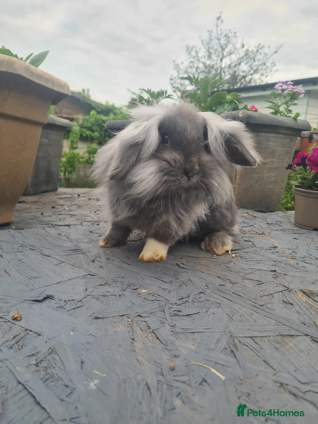 Lionhead rabbits for sale: Fluffy lion head - Advert 1