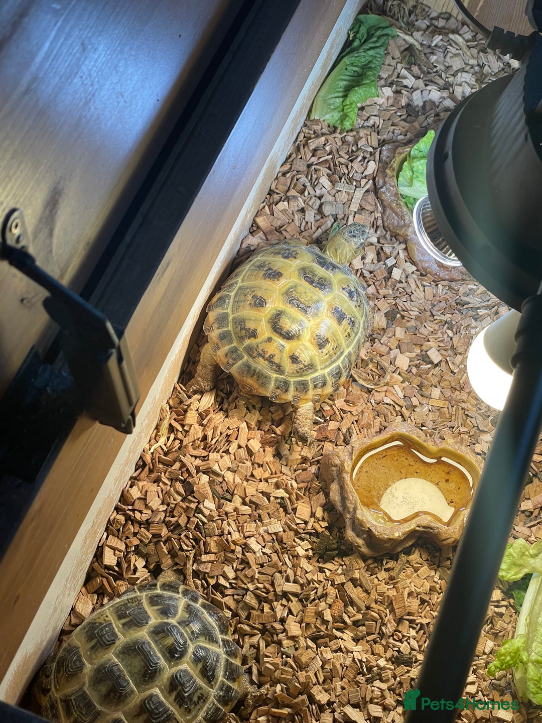 Tortoise reptiles for sale: 2 x tortoise  - Advert 4