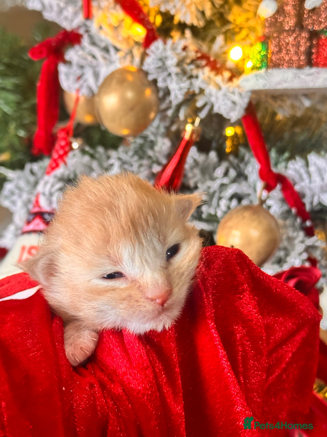 Maine Coon cats for sale: November Maine Coon Litter – Waiting List Open! - Advert 10