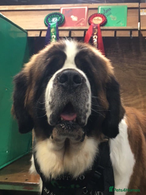 Saint Bernard dogs Health-tested line established 1990s. - Advert 2