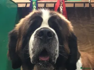 Saint Bernard dogs Health-tested line established 1990s. - Advert 2