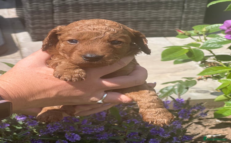 Cockapoo dogs - Advert 7