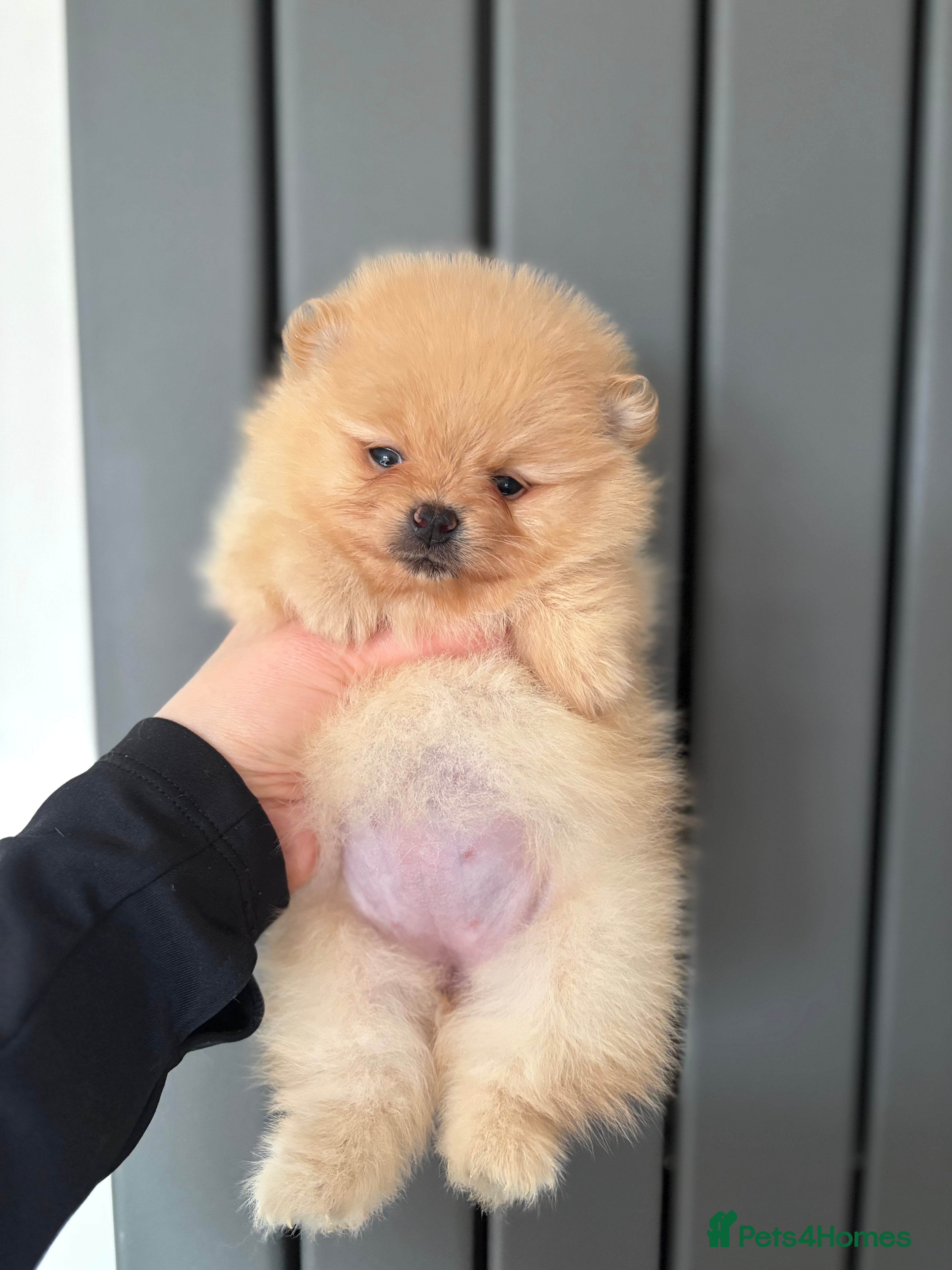 Pomeranian dogs Show quality potential puppies  - Advert 2