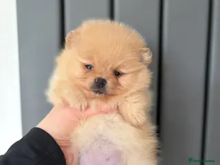 Pomeranian dogs Show quality potential puppies - Advert 2