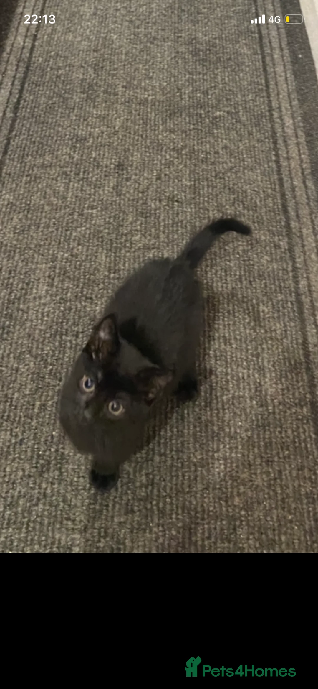 Mixed Breed cats for sale: Little boy kitten  - Advert 1