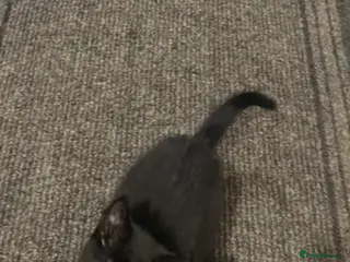 Mixed Breed cats Little boy kitten - Advert 1