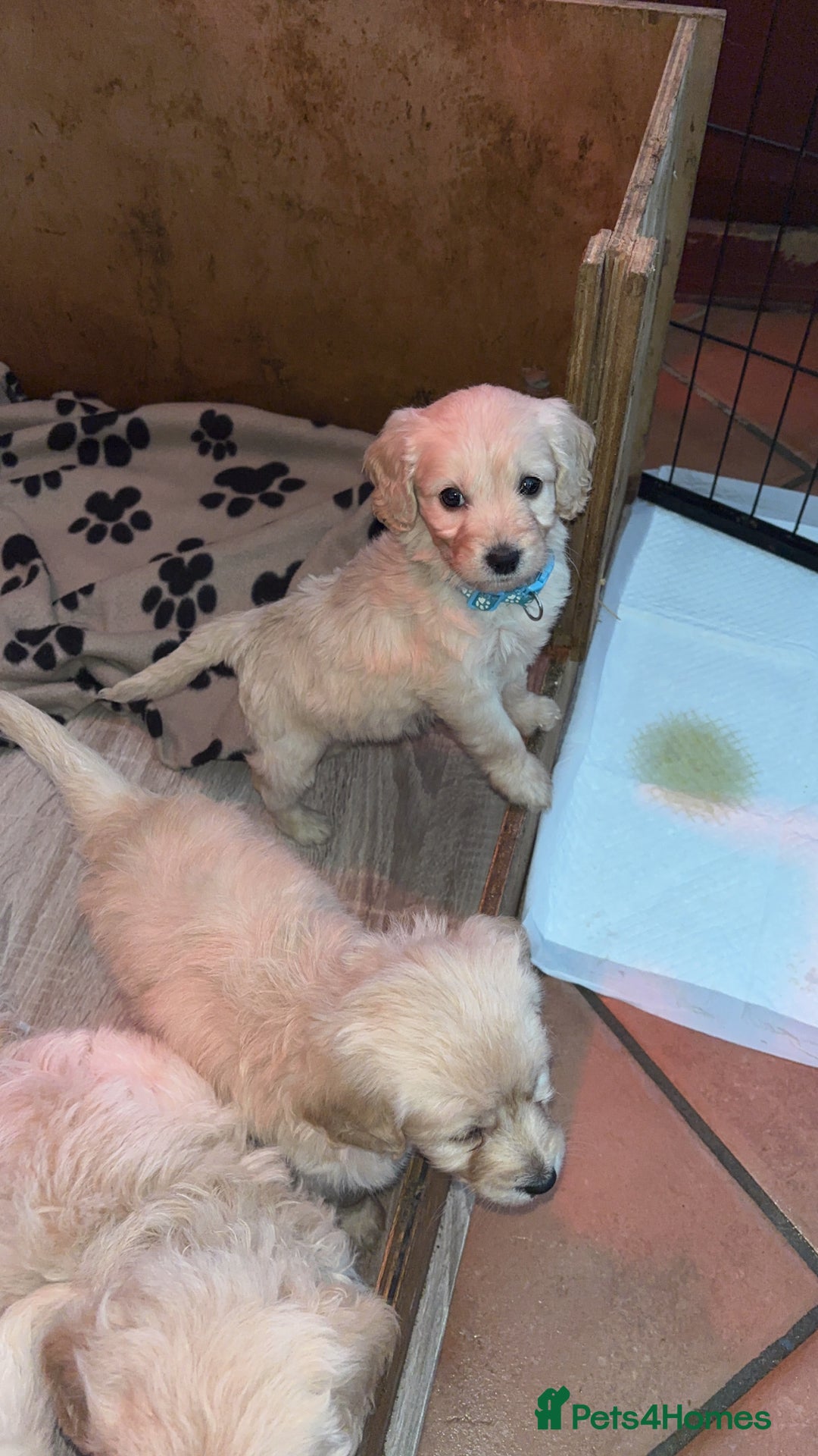 Mini Goldendoodle dogs for sale: 10 beautiful Miniature F1 GoldenDoodle puppies - Advert 3