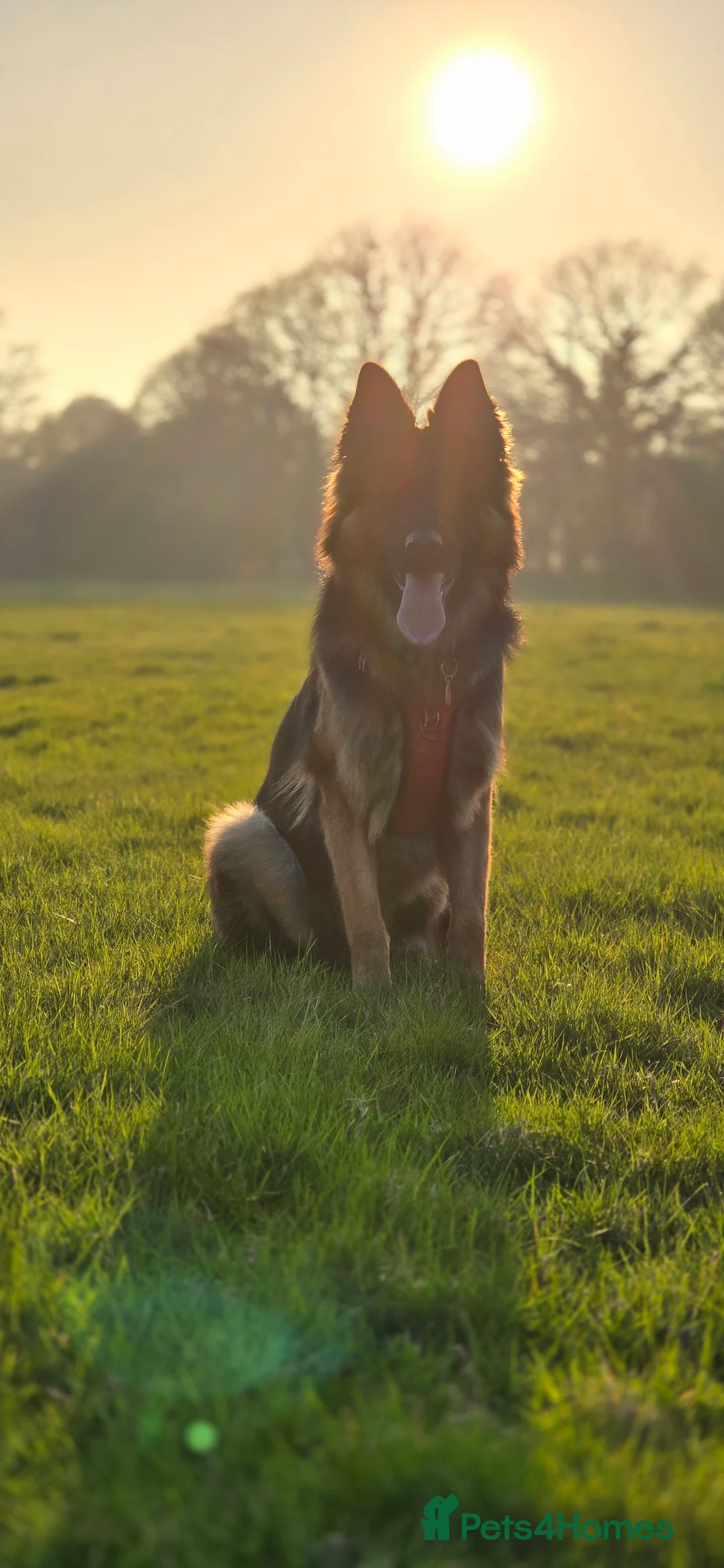 German Shepherd dogs for sale: German Shepherd  in Tonbridge - Advert 1