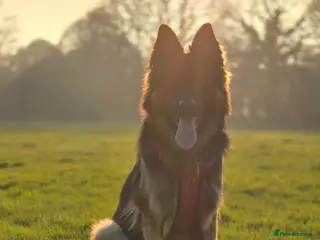 German Shepherd dogs German Shepherd in Tonbridge - Advert 3