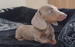 Dachshund dogs for sale: Gorgeous Mini Dachshund puppy's  - Image 12
