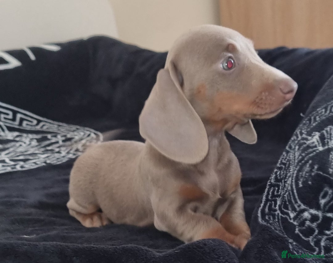 Dachshund dogs for sale: Gorgeous Mini Dachshund puppy's  - Image 12