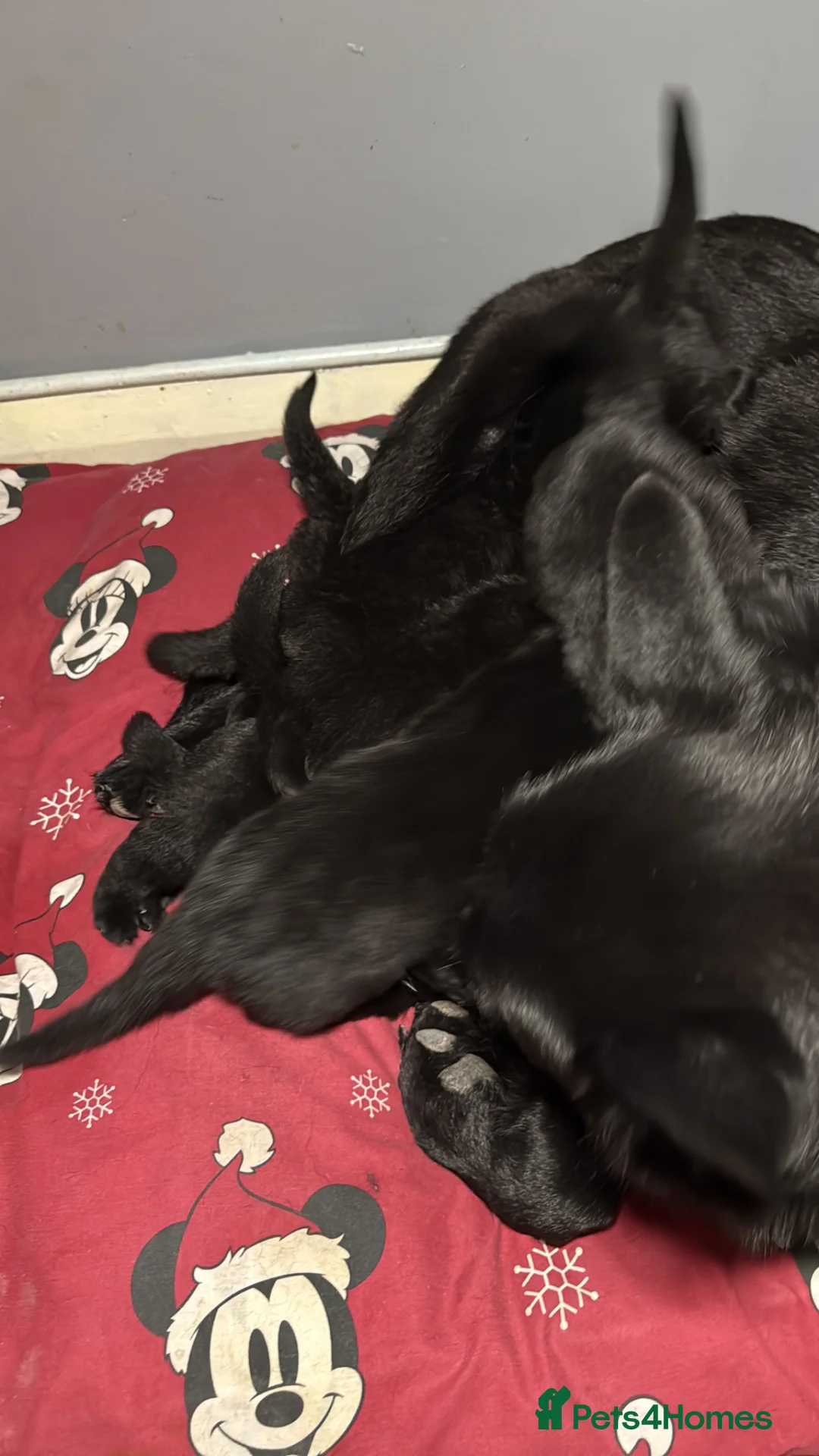 German Shepherd dogs for sale: Puppy German shepherd  - Advert 2