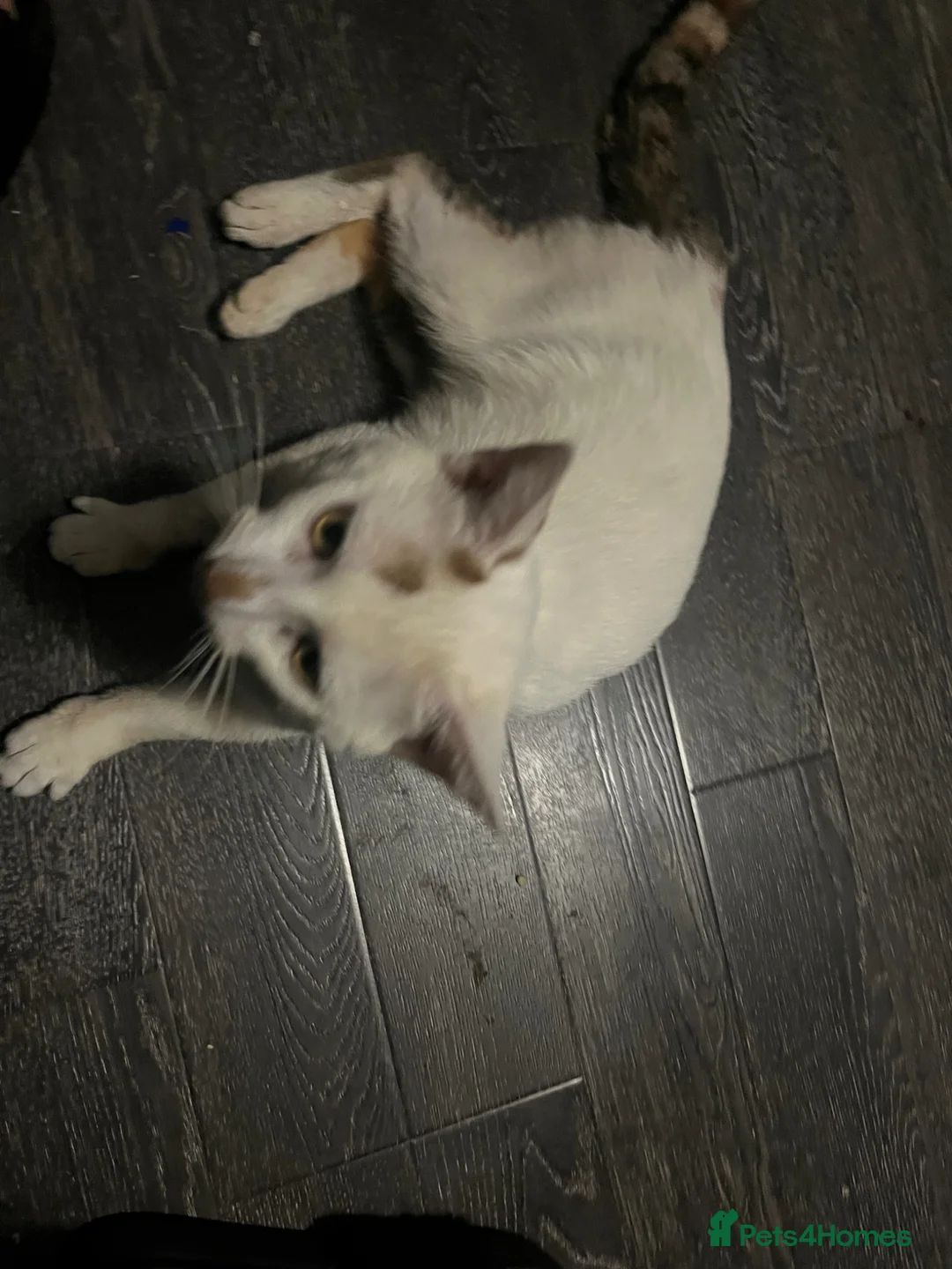 Turkish Angora cats for sale: Stunning 10month old Turkish Angora Male - Advert 6