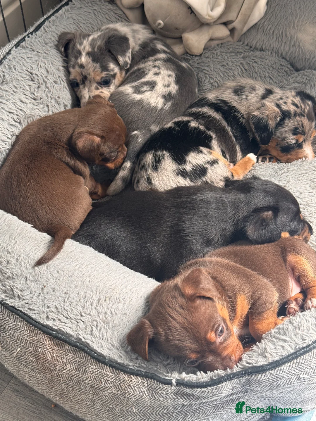 Jack Russell dogs for sale: Beautiful litter of Jack Russell Puppies - Advert 1