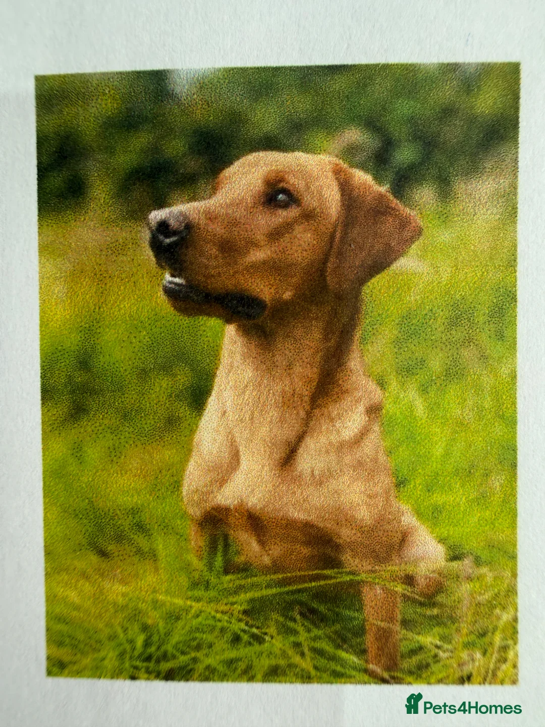 Labrador Retriever dogs for sale: Gorgeous Fox Red Labrador Puppies. - Advert 20