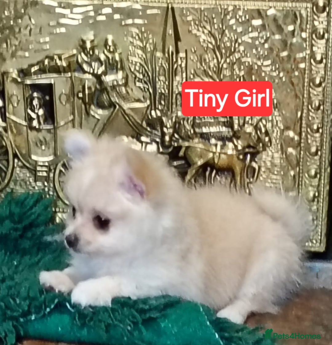 Pomeranian dogs for sale: POMERANION TINY Boy & Girl. Ready Now - Advert 5