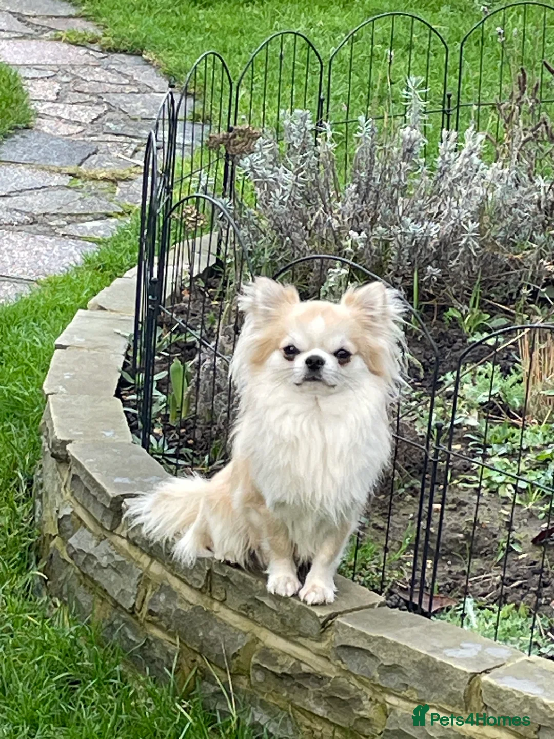 Chihuahua dogs for sale: Chihuahua long coat female puppies  - Advert 3