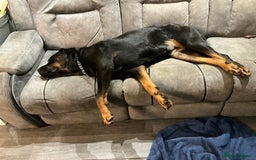 Rottweiler dogs for sale: FEMALE ROTTWEILER - Advert 2