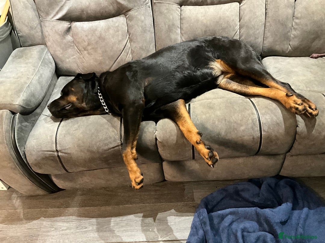 Rottweiler dogs for sale: FEMALE ROTTWEILER - Advert 2