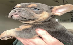 French Bulldog dogs for sale: Gorgeous litter of 4 blue French bulldogs - Advert 5