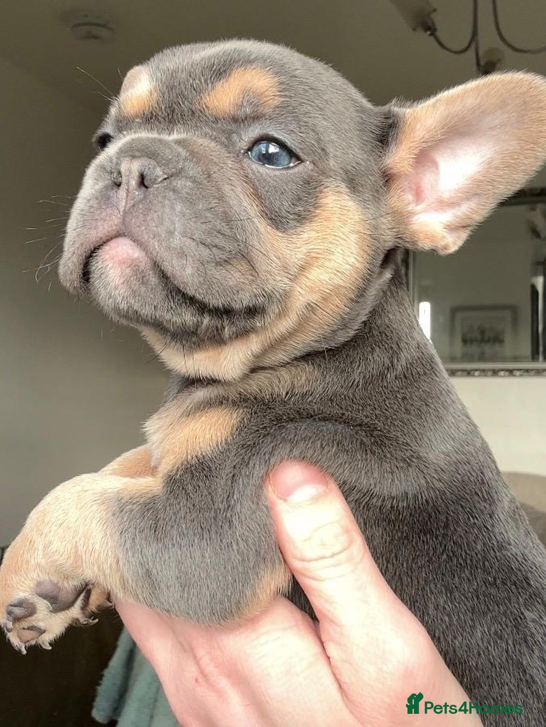 French Bulldog dogs for sale: Gorgeous litter of 4 blue French bulldogs - Advert 5