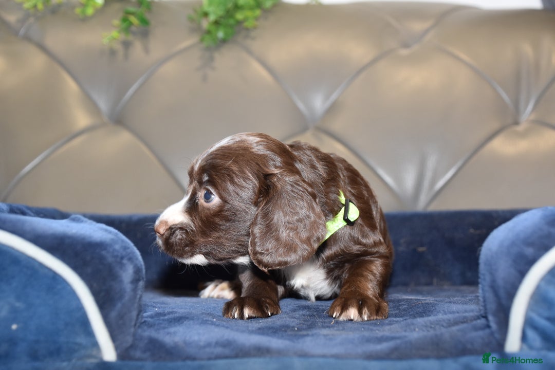 Cocker Spaniel dogs for sale: Kc Reg Health Tested Cocker Spaniel Puppies - Advert 19