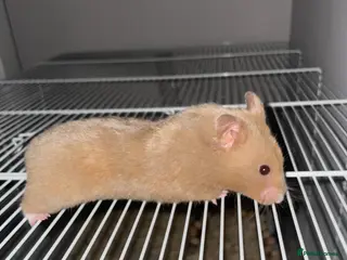 Hamster rodents Syrian hamster - Advert 17