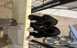 Bocker dogs for sale: Bocker Puppies for Sale - Image 11