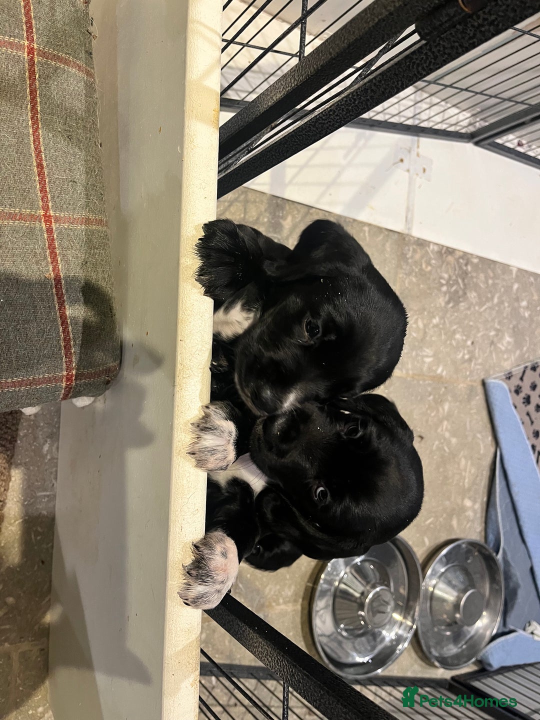 Bocker dogs for sale: Bocker Puppies for Sale - Image 11