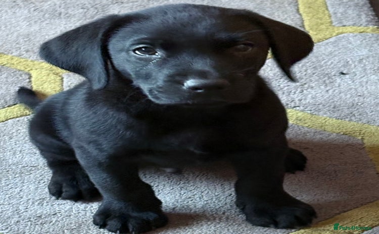 Labrador Retriever dogs - Advert 7