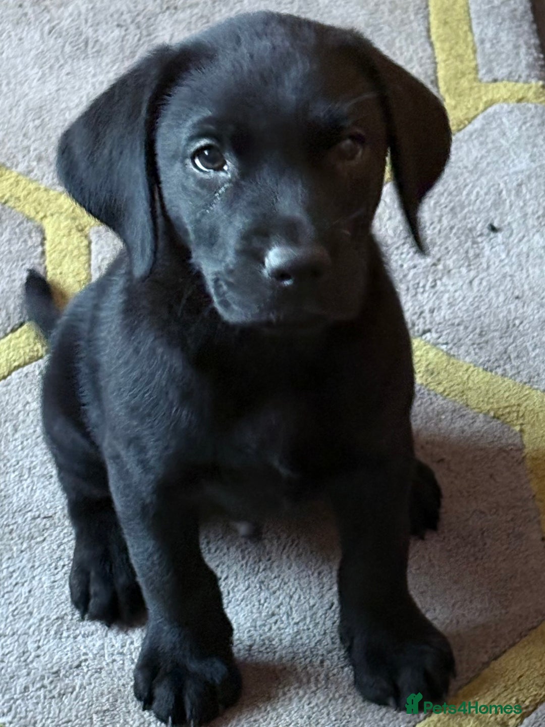Labrador Retriever dogs for sale:  labrador retriever pups - Image 1