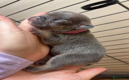 French Bulldog dogs for sale: Frenchies  - Advert 7