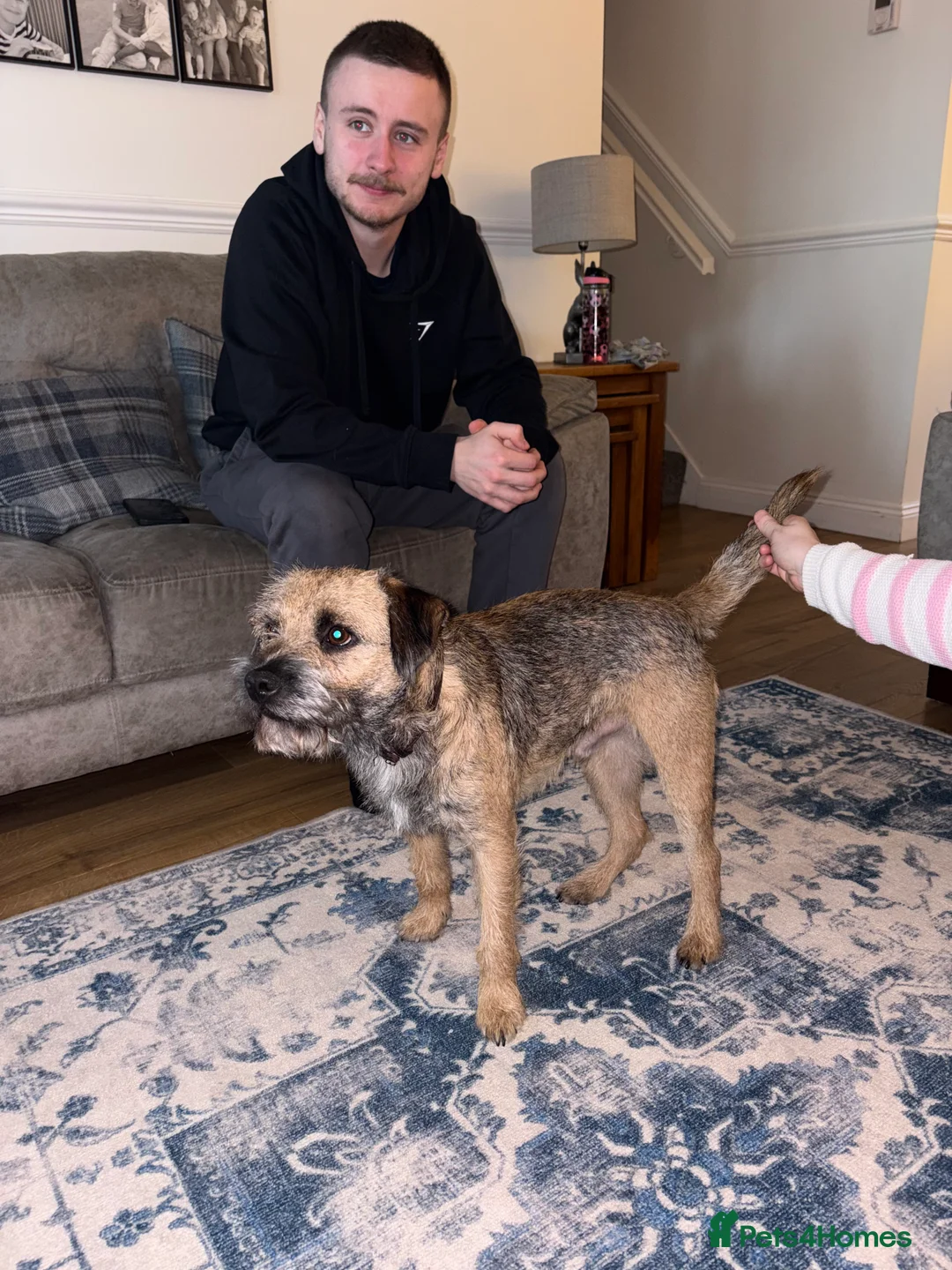 Border Terrier dogs for stud: Gorgeous George for stud - Advert 6