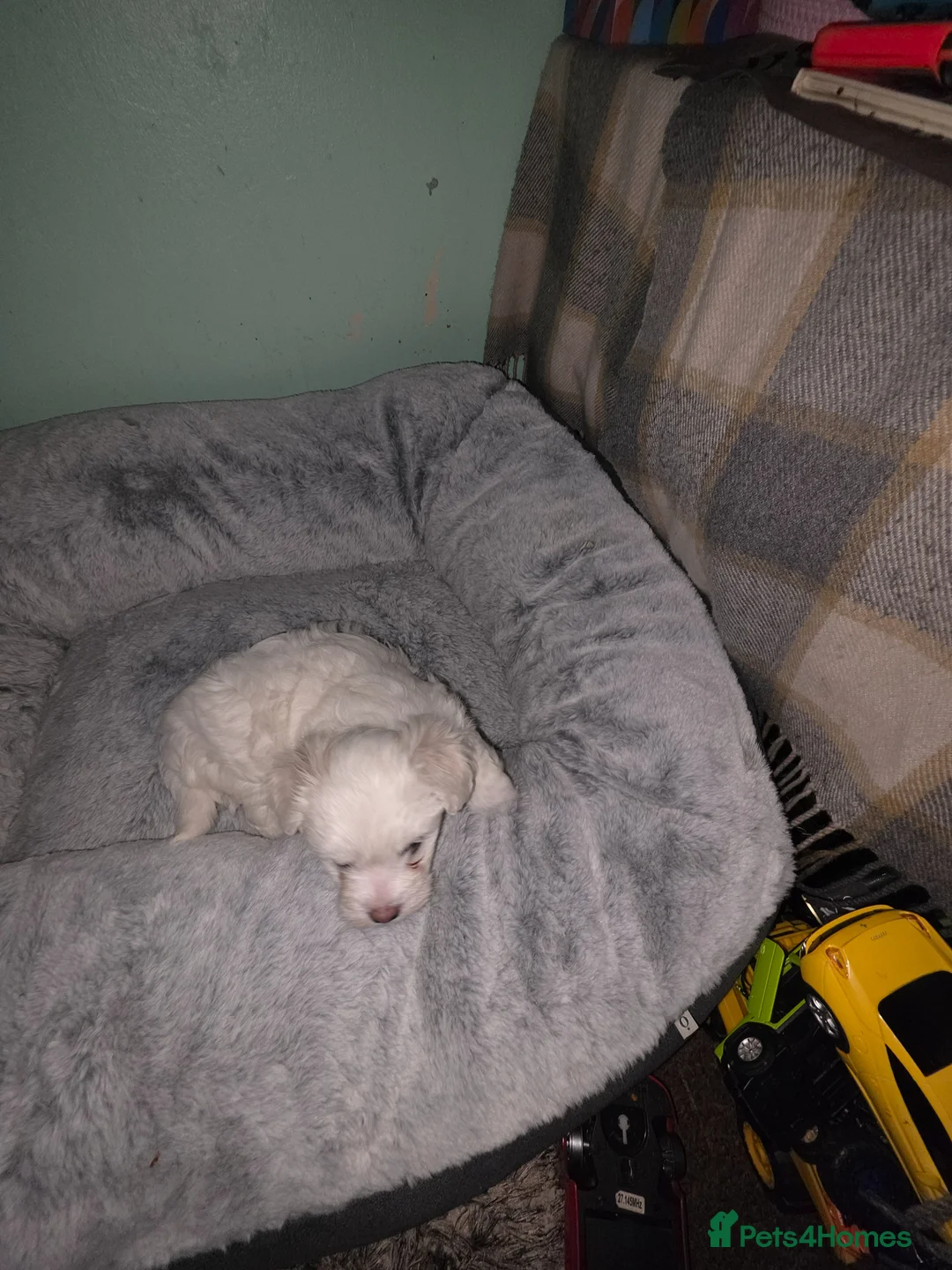 Bichon Frise dogs for sale: Puppy for sale  - Advert 6