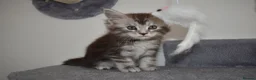 Maine Coon cats for sale: Majestic fluffballs FOR SALE - Advert 13