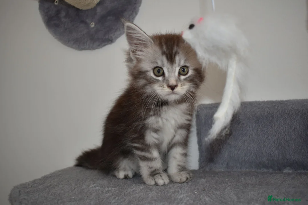 Maine Coon cats for sale: Majestic fluffballs FOR SALE - Advert 13