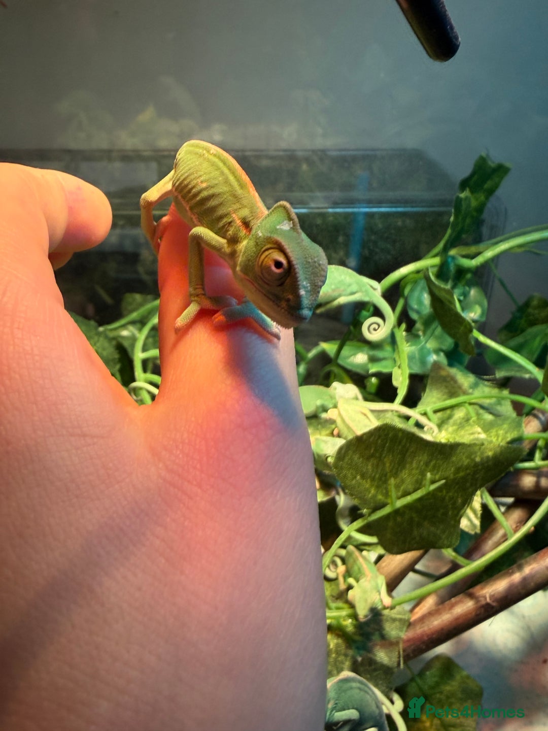 Chameleon reptiles for sale: Baby Yemen Chameleons - Advert 2