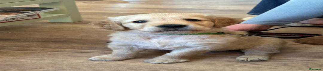 Golden Retriever Puppy 1