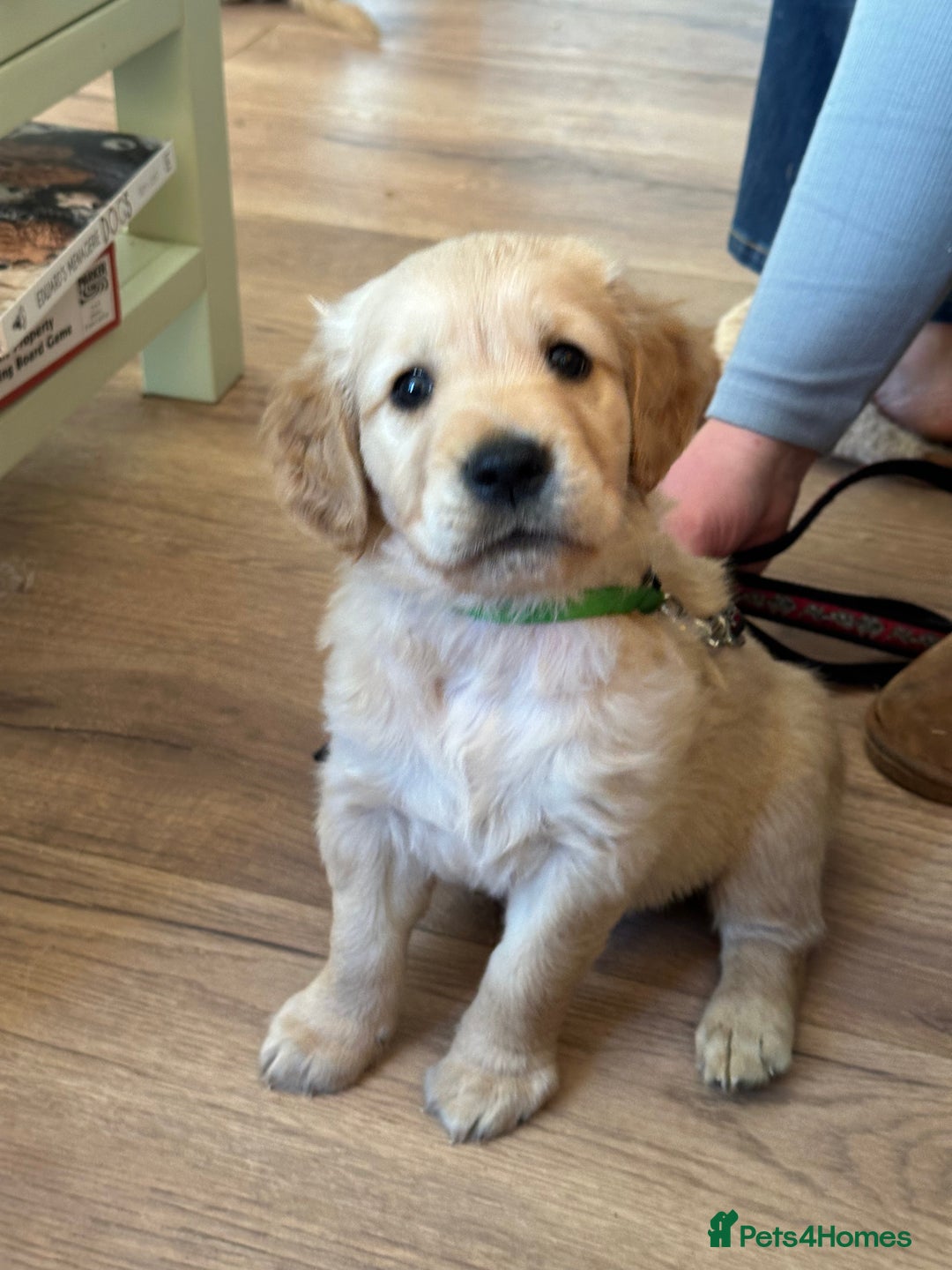 Golden Retriever dogs for sale: Gorgeous Working Type Golden Retriever Puppies  - Image 13