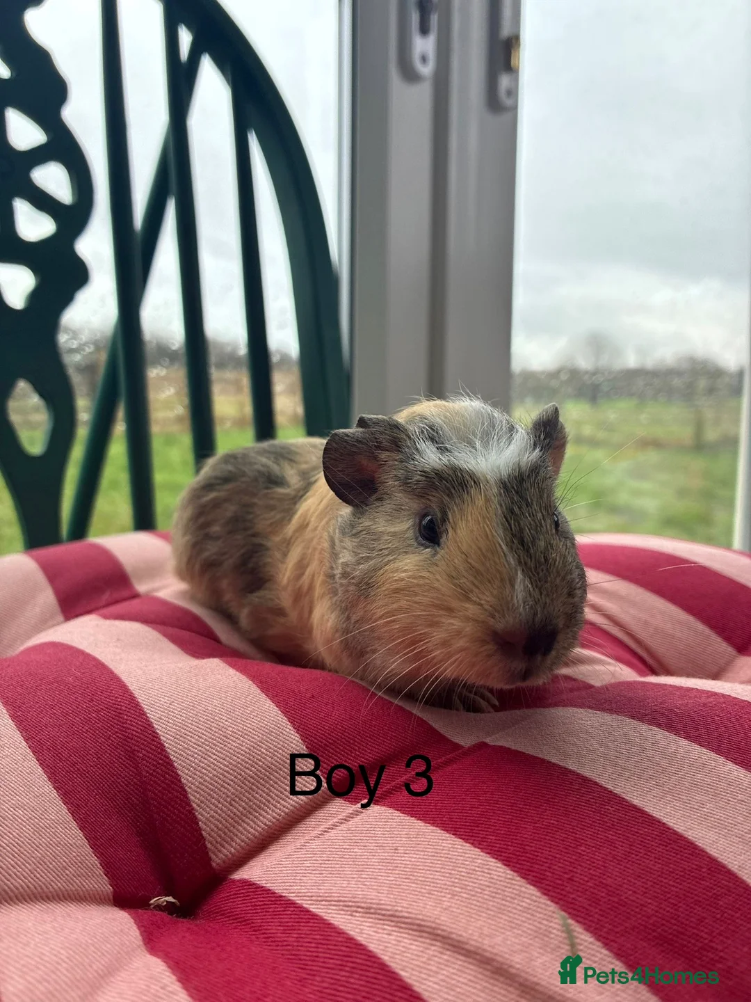 Guinea Pig rodents for sale: Baby guinea pigs for sale  - Advert 7
