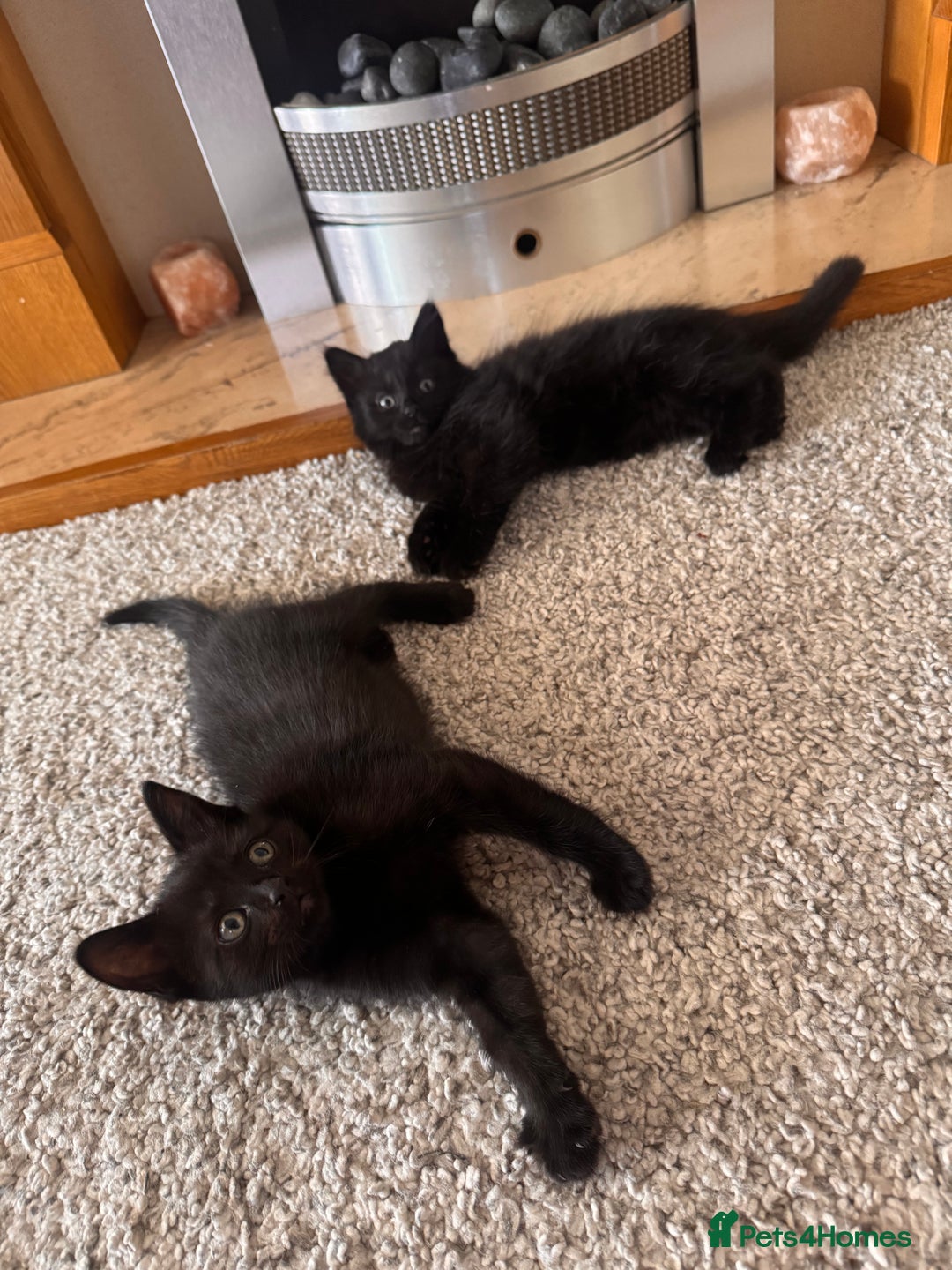 Mixed Breed cats for sale: female kittens  in Enfield - Image 3