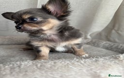 Chihuahua dogs for sale: XXS Tiny Chihuahua Long,Last Girl,Merle Blue Eye - Image 8
