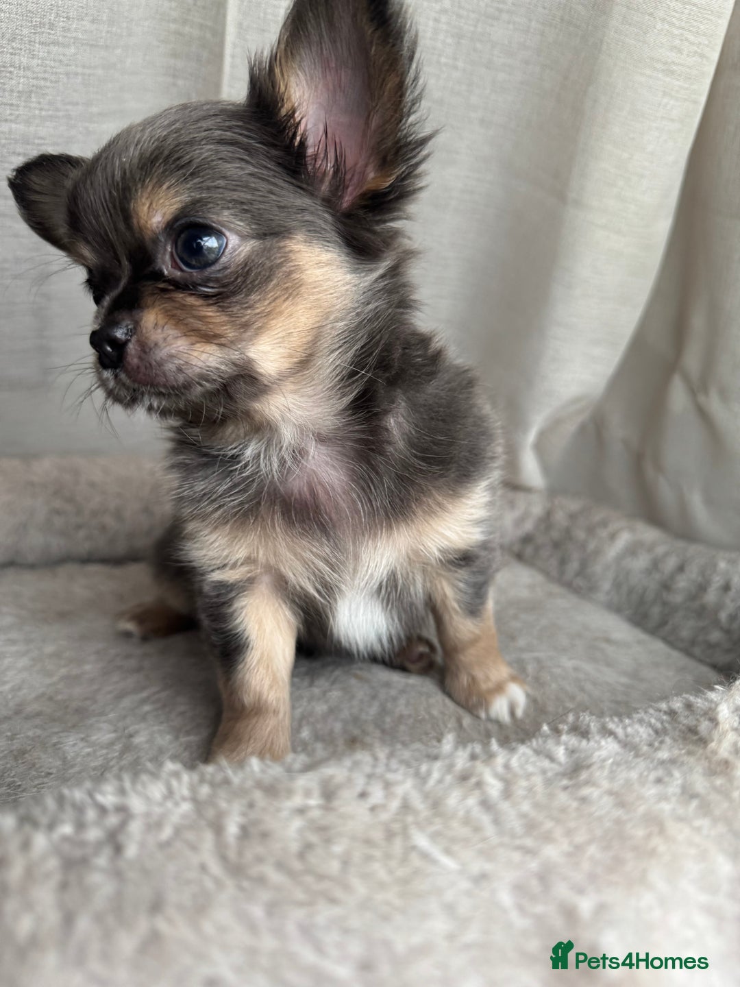 Chihuahua dogs for sale: XXS Tiny Chihuahua Long,Last Girl,Merle Blue Eye - Image 8