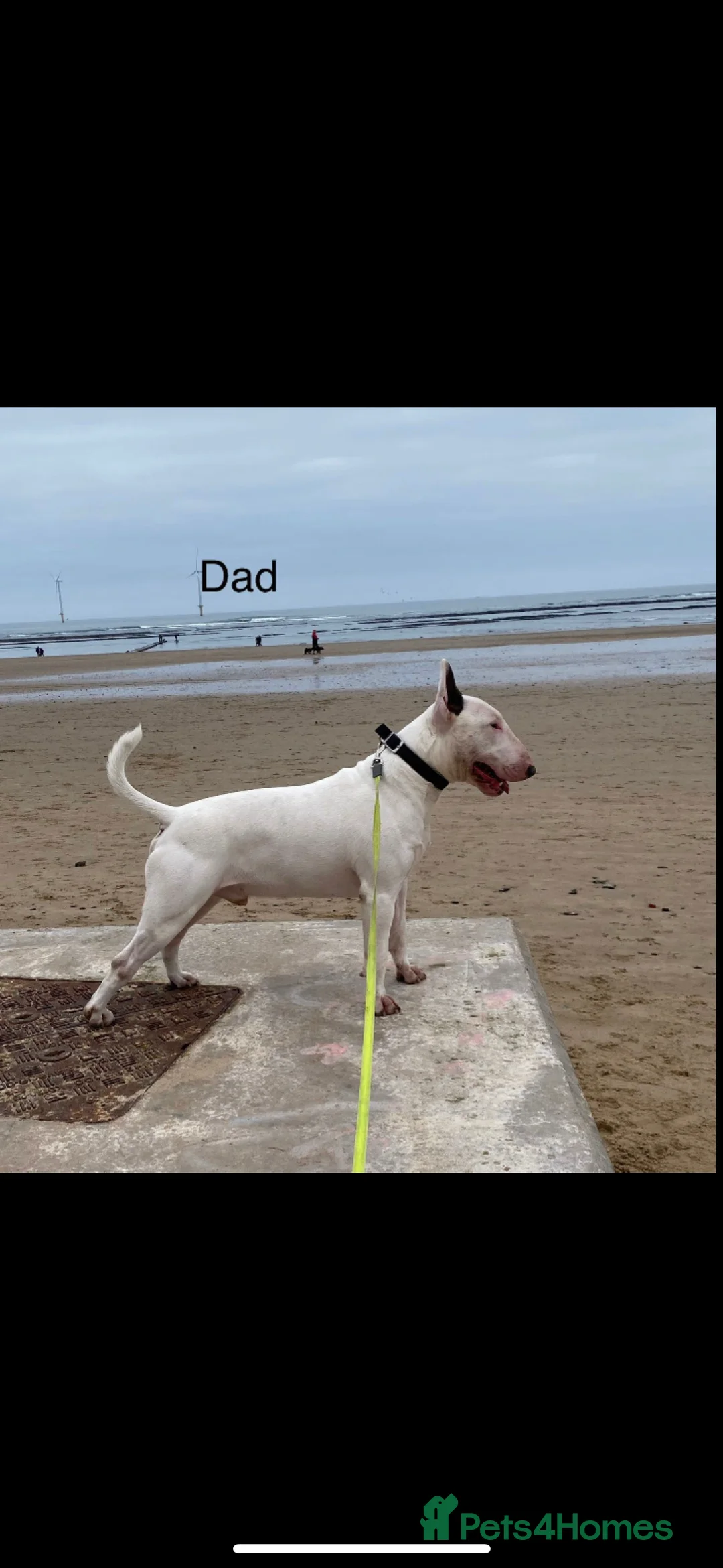 English Bull Terrier dogs for sale: KC registered English Bull Terrier Puppies - Advert 17