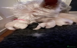 West Highland Terrier dogs for sale: Beautiful litter of west highland terriers  - Image 7